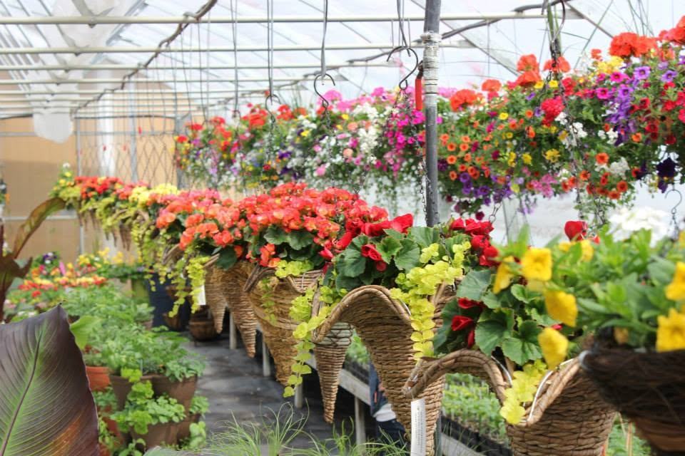 Bégonias
