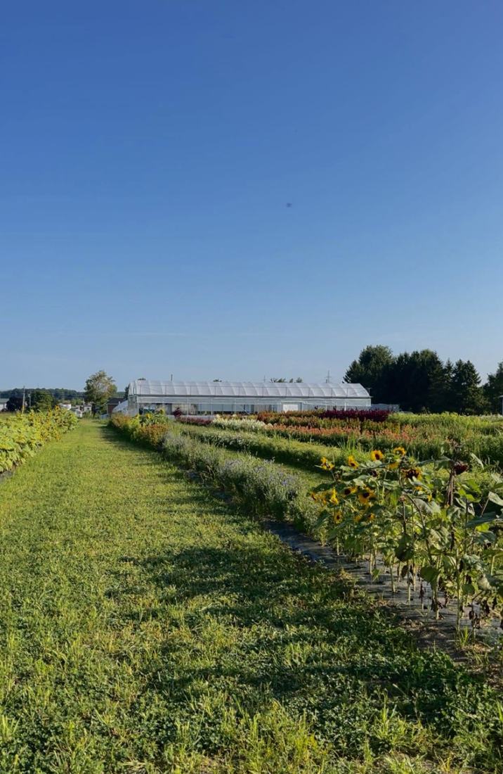 Champ de fleurs devant les serres du Jardin des Pensées