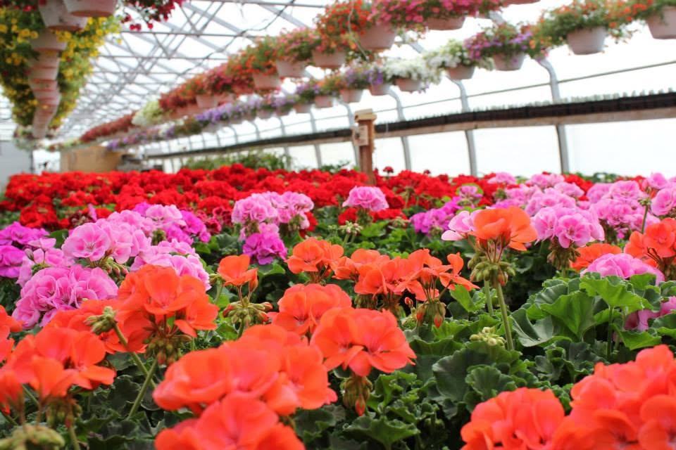 Géraniums orange en fleurs