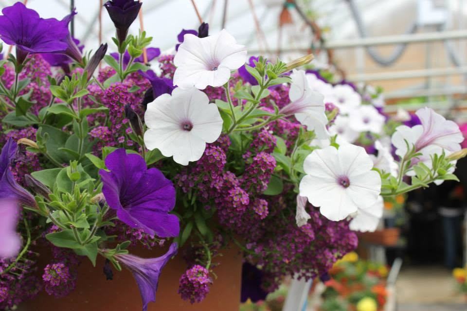 Pétunias en fleurs