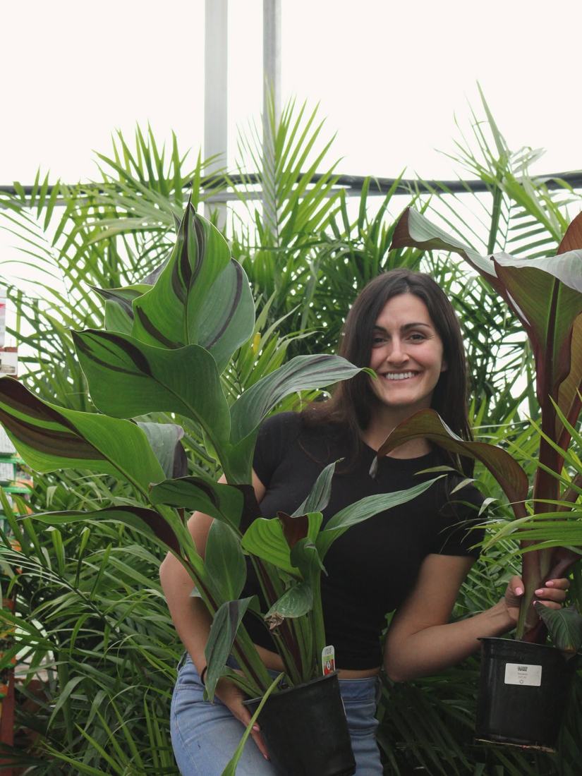 Plantes d’intérieur