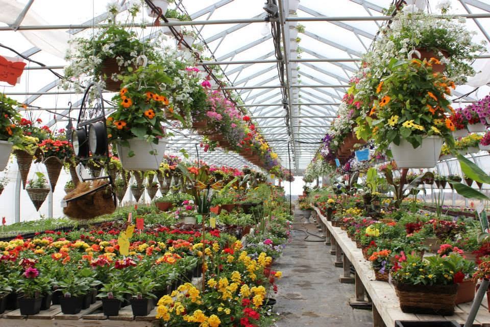 Allée de la serre remplie de fleurs